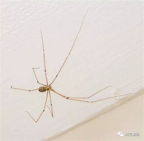 家裡會出現的蜘蛛 幫你吹
